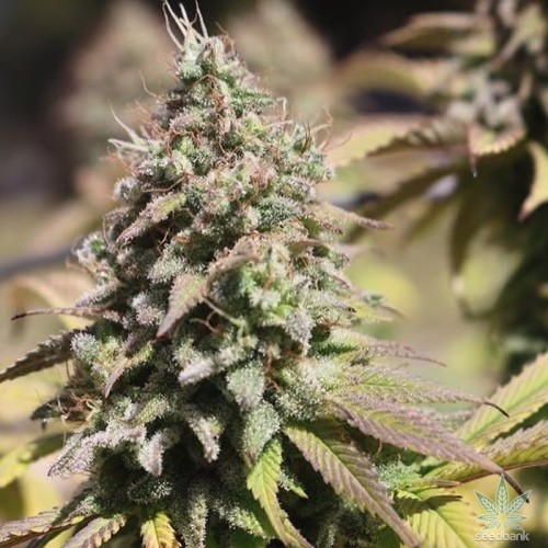 Uk cheese feminised x20