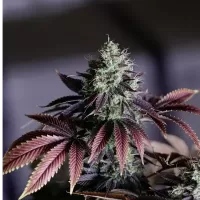 Purple passion feminised x20