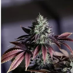 Purple passion feminised x20