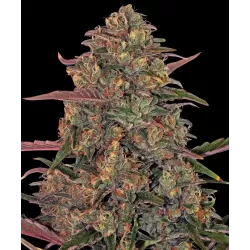 Pineapple chunk feminised x20