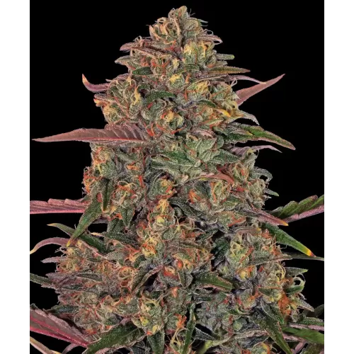 Pineapple chunk feminised x20